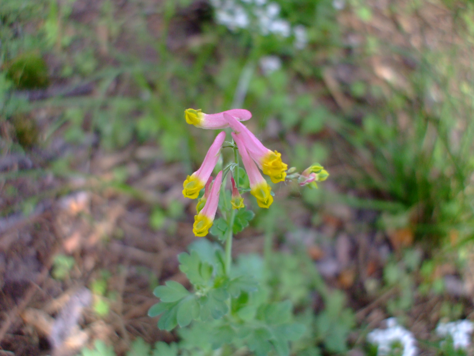 Corydalis sempervirens